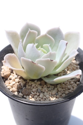 VX,VXʔ,VX؍c,VXĕ,VXgt,VX₵,GPxA,Echeveria simulans