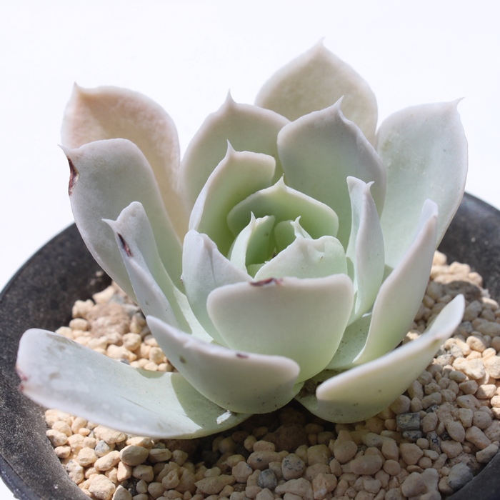 VX,VXʔ,VXgt,VXĕB₵,VX,GPxA-Echeveria simulans