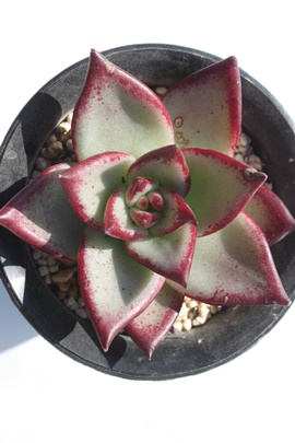 VEX,VEXʔ,VEX؍c,VEXĕ,VEXgt,VEX₵,GPxA,Echeveria Serius