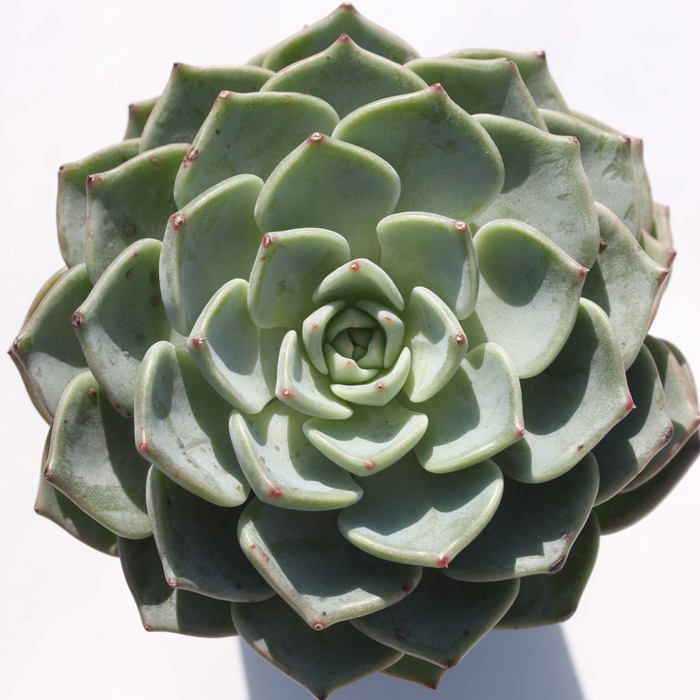 TSW,TSWʔ,TSWgt,TSWĕB₵,TSW,GPxA-Echeveria Saragozi