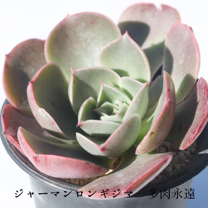 W[}MV},W[}MV}ʔ,W[}MV}gt,W[}MV}ĕB₵,W[}MV},GPxA-Echeveria longissima