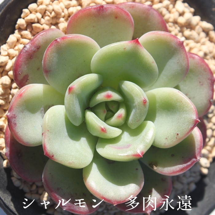 シャルモン錦　ニ頭　多肉植物