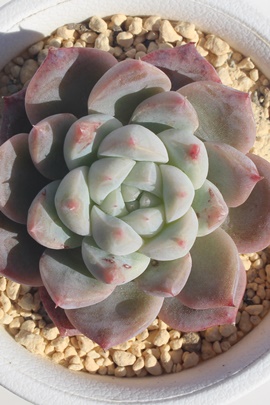 䕕啟,GPxA䕕啟ʔ,䕕啟̈ĕ₵,䕕啟gt,䕕啟t,؍c䕕啟,؍cʔ,Echeveria siroichigofukudaifuku,iɂƂ