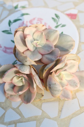 Xё^,GPxAXё^ʔ,Xё^̈ĕ₵,Xё^gt,Xё^t,؍cXё^,Echeveria suyonvariegata,iɂƂ