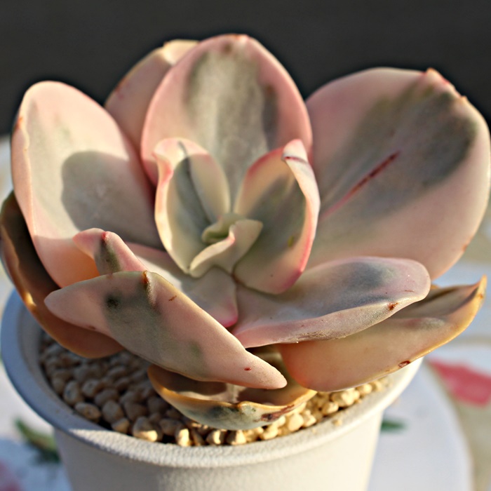 Xё^,GPxAXё^ʔ,Xё^̈ĕ₵,Xё^gt,Xё^t,؍cXё^,Echeveria suyonvariegata,iɂƂ