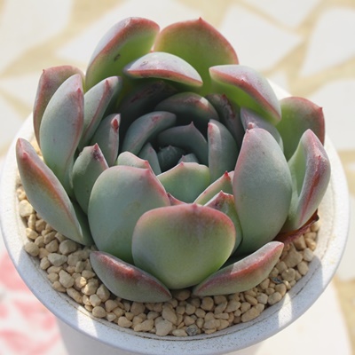 TT,GPxATTʔ,TT̈ĕ₵,TTgt,TTt,؍cTT,؍cʔ,Echeveria sasa,iɂƂ