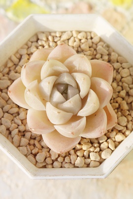 TT,GPxATTʔ,TT̈ĕ₵,TTgt,TTt,؍cTT,؍cʔ,Echeveria sasa,iɂƂ