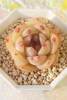 TT,GPxATTʔ,TT̈ĕ₵,TTgt,TTt,؍cTT,؍cʔ,Echeveria sasa,iɂƂ