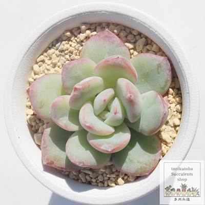 V[N[,GPxAV[N[ʔ,V[N[̈ĕ₵,V[N[gt,V[N[t,؍cV[N[,Echeveria chou cream,iɂƂ