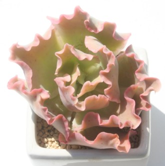̉ÂȁAGPxA-Echeveria cv 'SIMONOASITA'