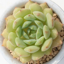 f[TAGPxA-Echeveria cv DEROSA