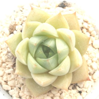 cM_AGPxA-Echeveria purpusorum turgida