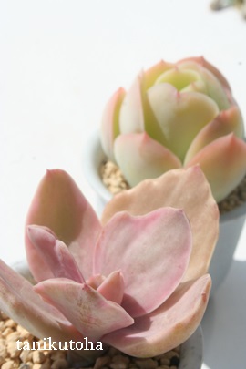 fRAGPxA-Echeveria 'DECORA'