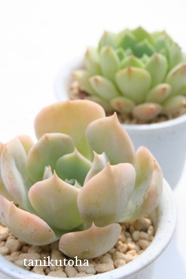 `[N[YAGPxA-Echeveria cv 'Chalk Rose'