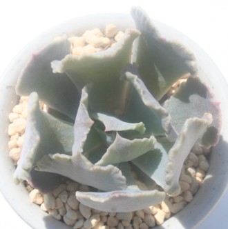 gtXAGPxA-Echeveria shaviana cv truffles