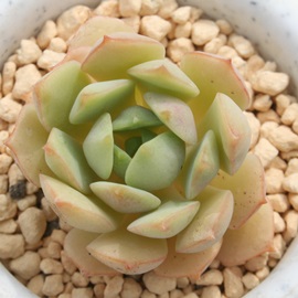 fIo[AGPxA-Echeveria cv 'DEREN-OLIVER'