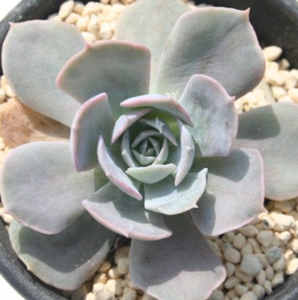 eLTX[YAGPxA-Echeveria cv 'TEXAS ROSE'