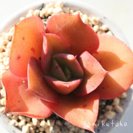 ỉ؁AGPxA-Echeveria TOHANOHANA