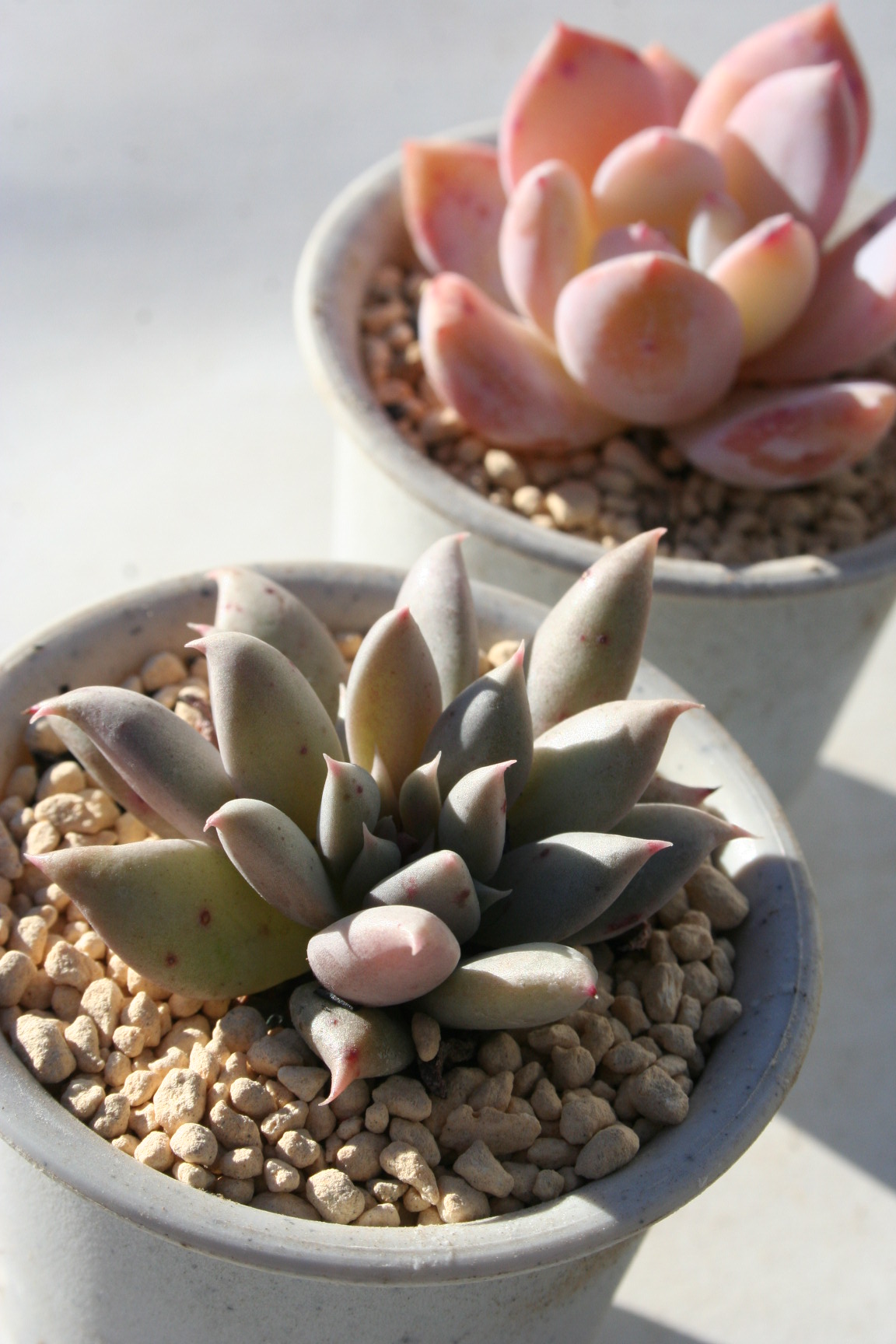 gCCgAGPxA-Echeveria Twilight