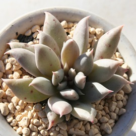 gCCgAGPxA-Echeveria Twilight