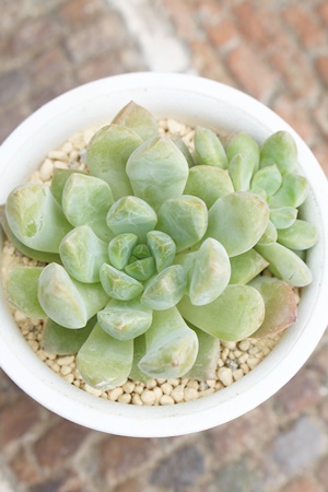 gtXAGPxA-Echeveria shaviana cv truffles