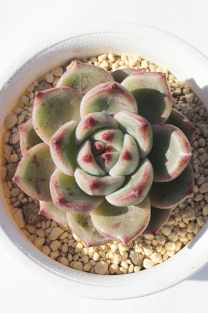 ŗь啟,ŗь啟GPxA,ŗь啟̒ʔ,ŗь啟gt,ŗь啟̈ĕ₵,ŗь啟ic,icʔ-Echeveria dokuringo daifuku
