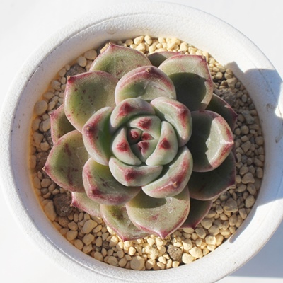 ŗь啟,ŗь啟GPxA,ŗь啟̒ʔ,ŗь啟gt,ŗь啟̈ĕ₵,ŗь啟ic,icʔ-Echeveria dokuringo daifuku,iɂƂ