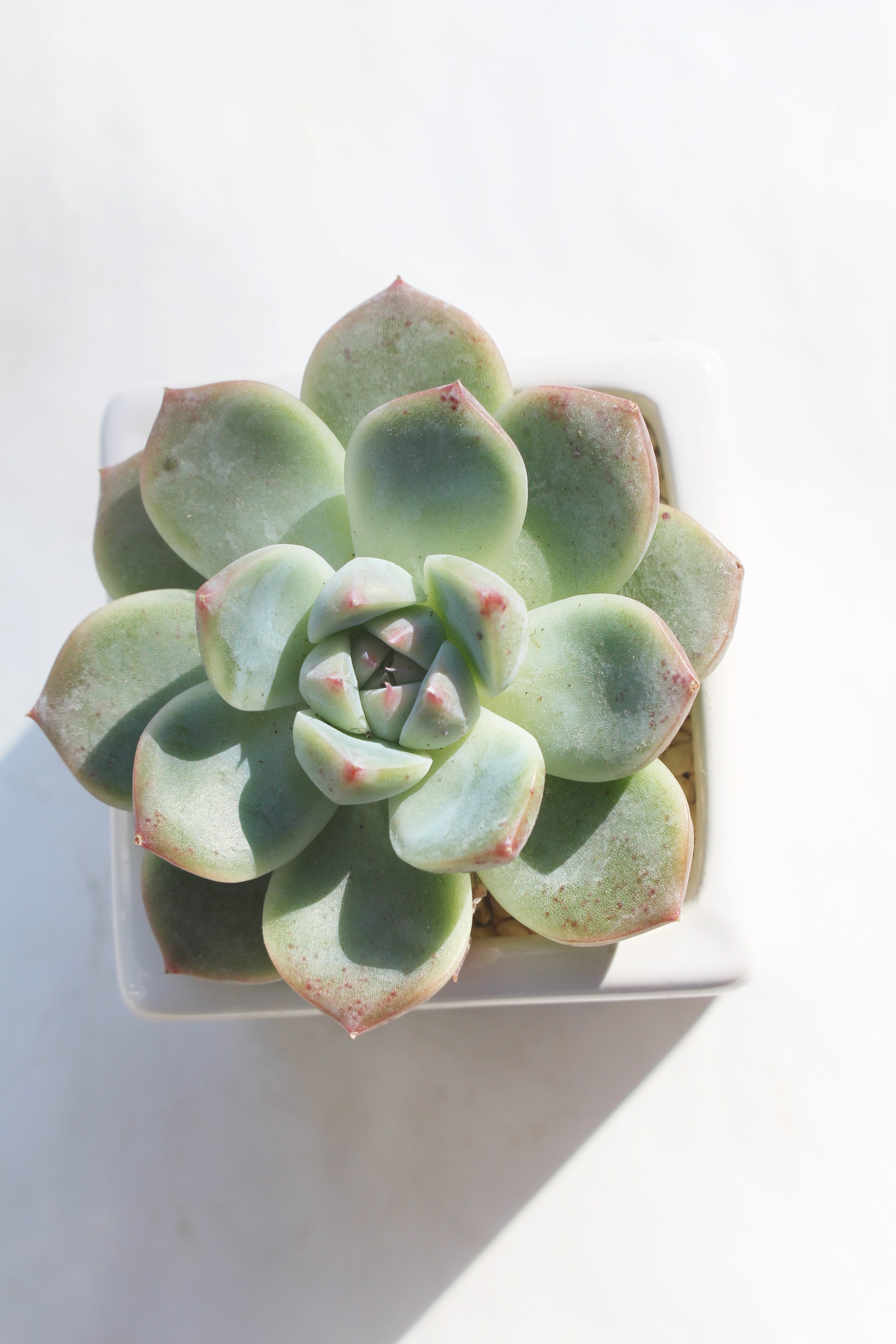 h[X[c,h[X[cʔ,h[X[cgt,h[X[c
₵,GPxA-Echeveria agavoides sirius Daruma