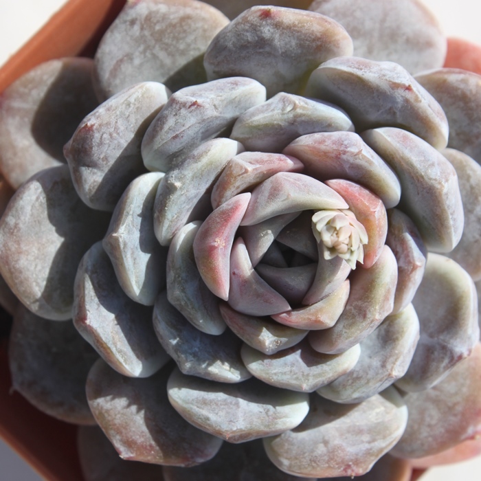 ^Cj[o[K[AGPxA-Echeveria Tiny Burger