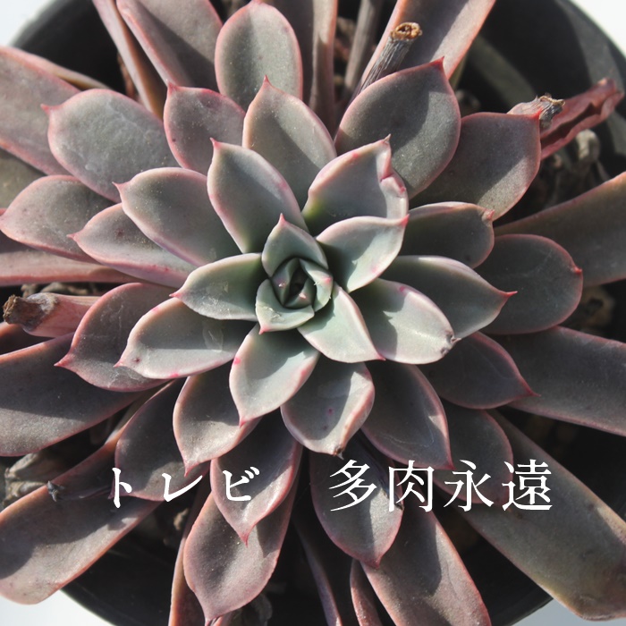 grAGPxA-Echeveria Torebi