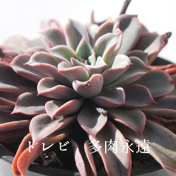 grAGPxA-Echeveria Torebi