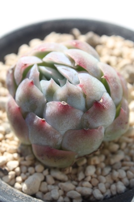 cCx[AGPxA-Echeveria Twilight