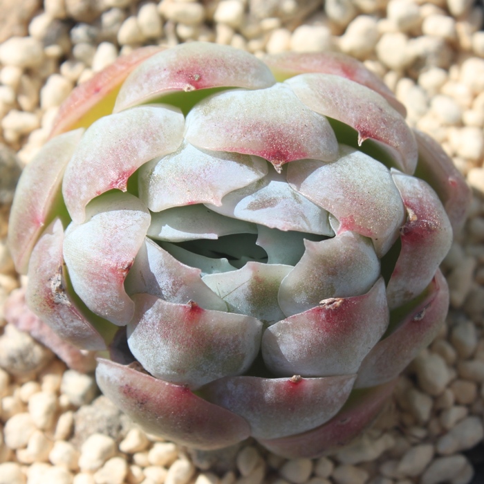 cCx[AGPxA-Echeveria Twin Berry