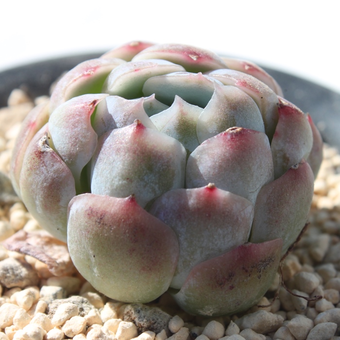 cCx[AGPxA-Echeveria Twin Berry