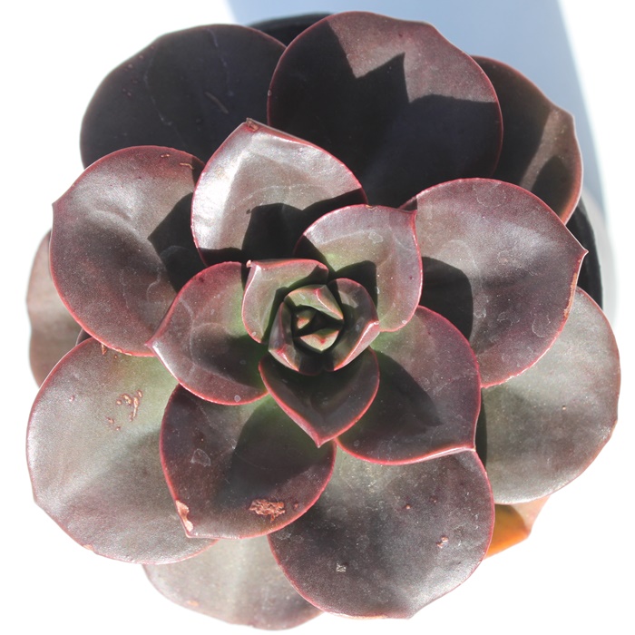 `R[gubNAGPxA-Echeveria Chocolate Brick