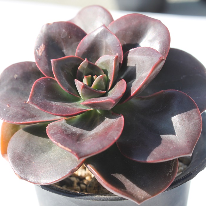 `R[gubNAGPxA-Echeveria Chocolate Brick