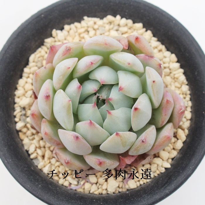 `bs[AGPxA-Echeveria Tippy