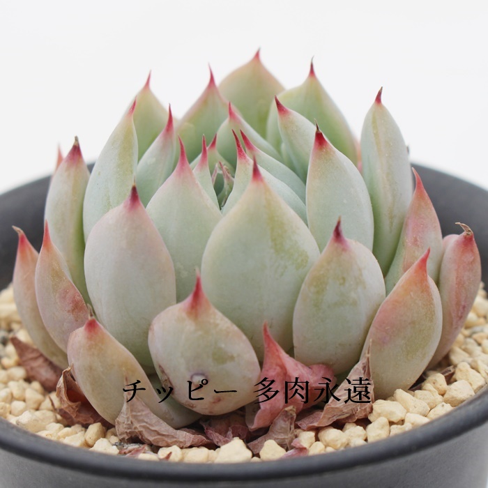 `bs[AGPxA-Echeveria Tippy