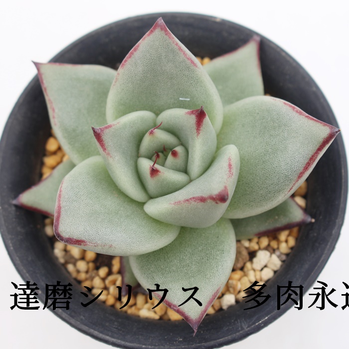 BVEXAGPxA-agavoides sirius Daruma