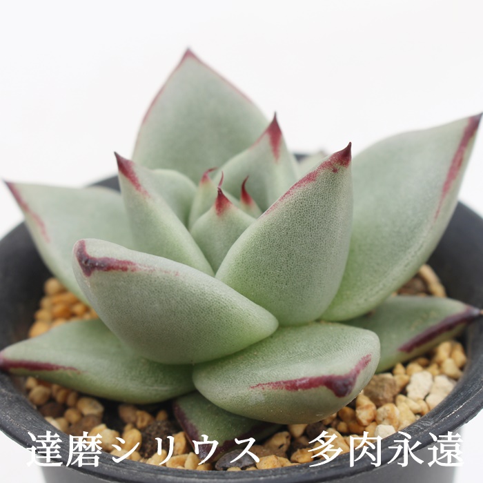 BVEXAGPxA-Echeveria agavoides sirius Daruma