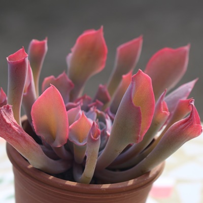 gybgsL[AGPxA-Echeveria Trumpet Pinky