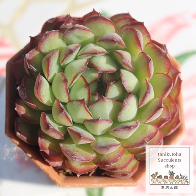 h[[Y,h[[YGPxA,h[[Y̒ʔ,h[[Ygt,h[[Ÿĕ₵,h[[Y؍c,؍cʔ-Echeveria dreamrose,iɂƂ