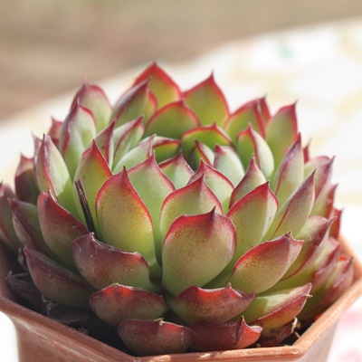 h[[Y,h[[YGPxA,h[[Y̒ʔ,h[[Ygt,h[[Ÿĕ₵,h[[Y؍c,؍cʔ-Echeveria dreamrose,iɂƂ