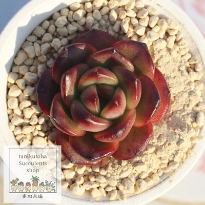 TM,TMGPxA,TM̒ʔ,TMgt,TM̈ĕ₵,TM؍c,؍cʔ-Echeveria tm,iɂƂ̓h[[Y,hĕ₵,h[[Y؍c,؍cʔ-Echeveria dreamrose,iɂƂ
