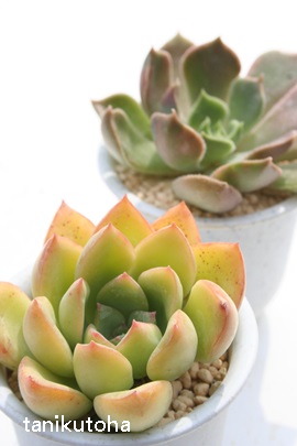 [V[AGPxA-Echeveria worthy one