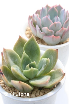 a_A܂ƂAGPxA-Echeveria cv 'YAMATOJIN'