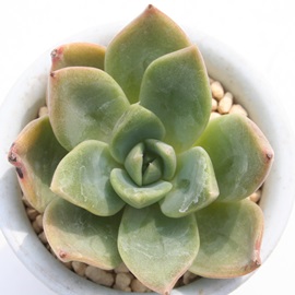 a_A܂ƂAGPxA-Echeveria cv 'YAMATOJIN'