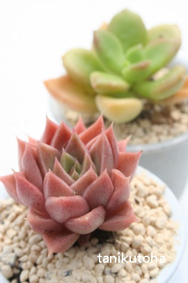 ảA܂Ƃ̂AGPxA-Echeveria cv 'YAMATONOUTAGE'