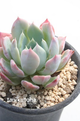 {VA悤낤AGPxA-Echeveria cv 'YOUROU'