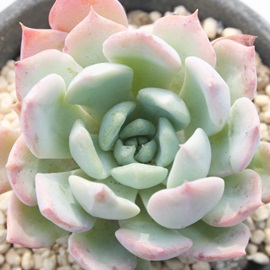 {VA悤낤AGPxA-Echeveria cv 'YOUROU'